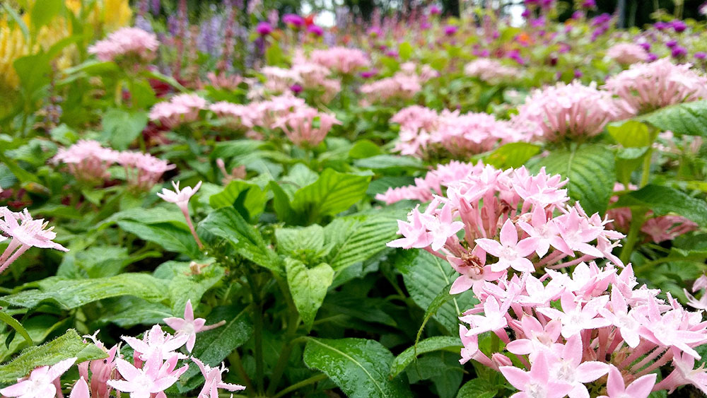 서울둘레길 4코스 대모산&middot;우면산 꽃