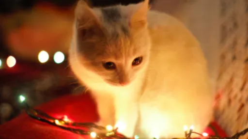 크리스마스와 고양이1