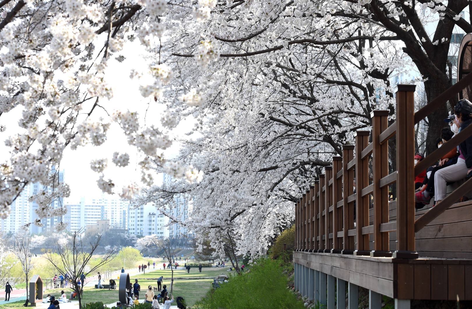 의정부 호원 벚꽃 페스타