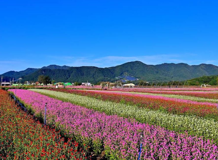 고석정 꽃밭