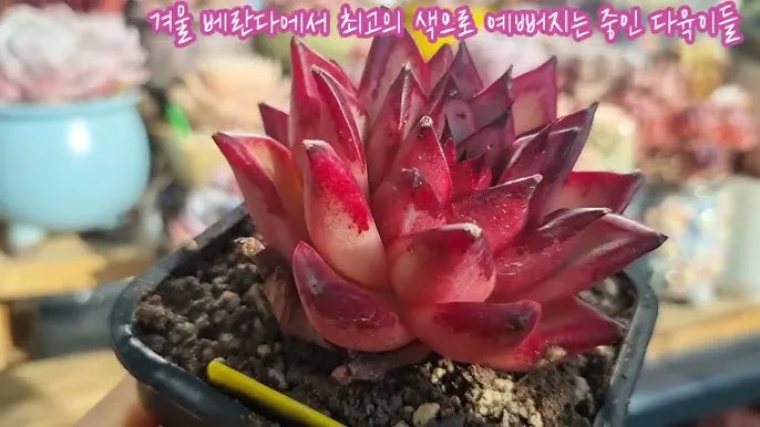 화분 베란다 단열 겨울철보온 커튼사용 찬바람차단 식물보호 요령_3