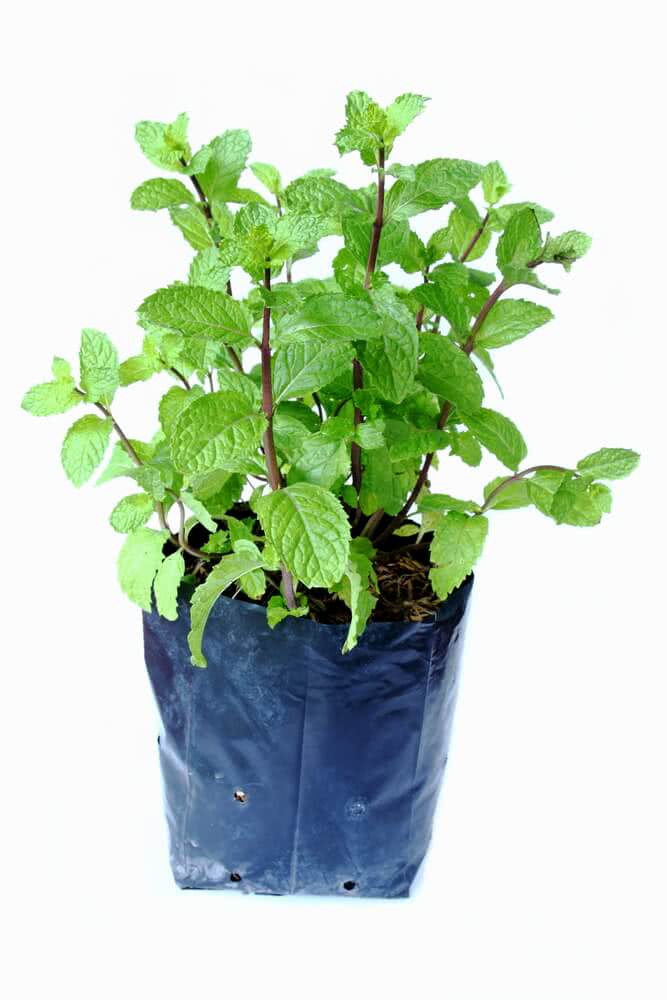 민트(Mint)