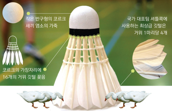 셔틀콕을 만들기위해 오리와 거위가 희생되기도 하여야 한다.