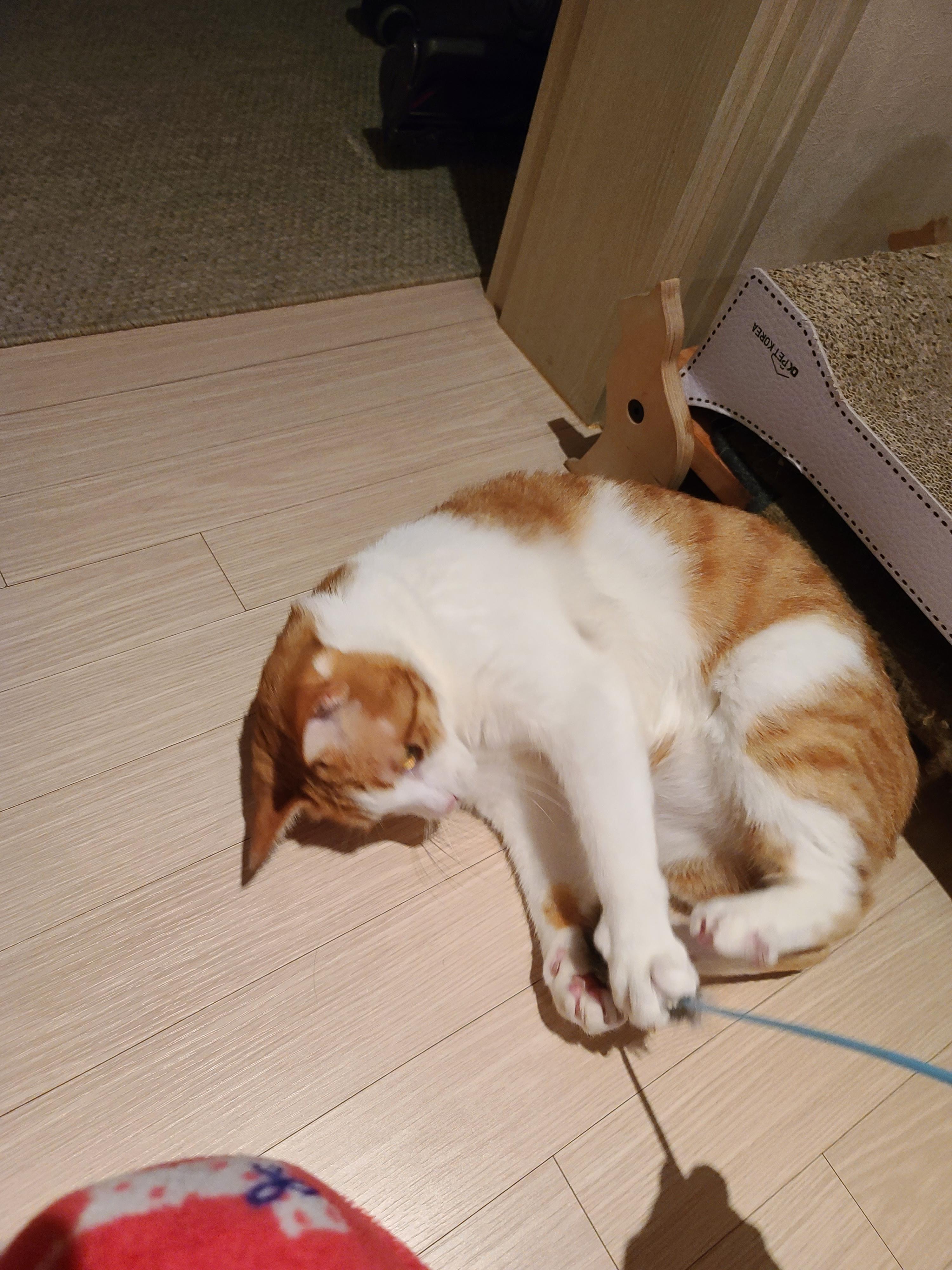 고양이 장난감의 기본! 오뎅꼬치를 샀다. 아홉마리고양이들의 오뎅꼬치 사냥.