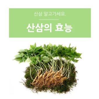 산삼 효능 영양 면역력 피로 회복 위한 섭취법 정리_17