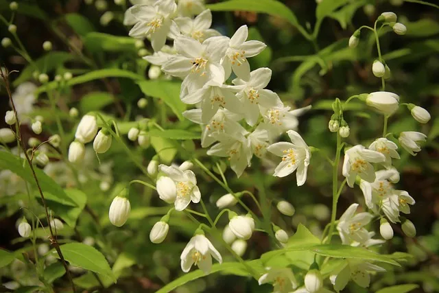 아파트 화단에 핀 5월의 꽃 송엽국 작약 금계국 털개구리미나리_5