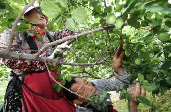 매실 수확 시기 매실장아찌 매실청 매실주 담그는 법_7