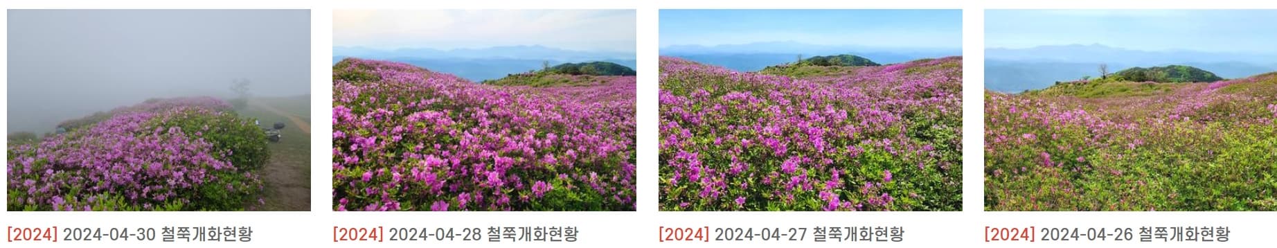 [경남 합천 여행]5월 지역 축제❘황매산 철쭉축제❘기간, 예약, 실시간 개화 현황