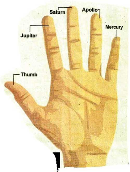 새끼손가락과 약지 길이의 비율은 어떻게 되나요