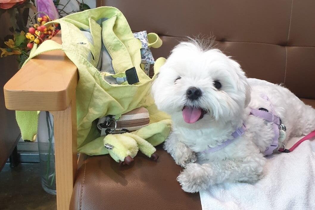 수원 애견동반카페