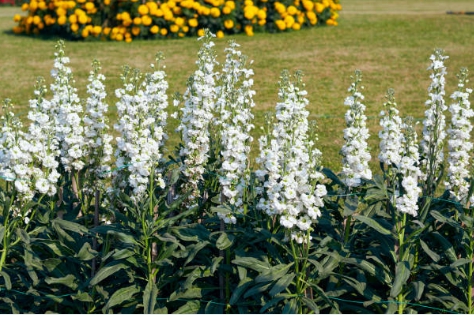 무심천 꽃 정원에 예쁘게 잘 자리잡은 델피늄 꽃 사진