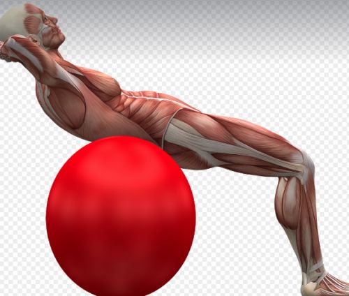 근감소증 증상과 예방법 &amp;#124; 이 수치를 주의깊게 확인하세요