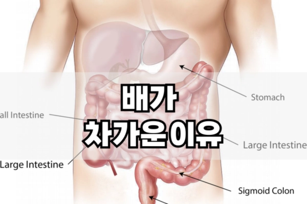 배가 차가운 이유