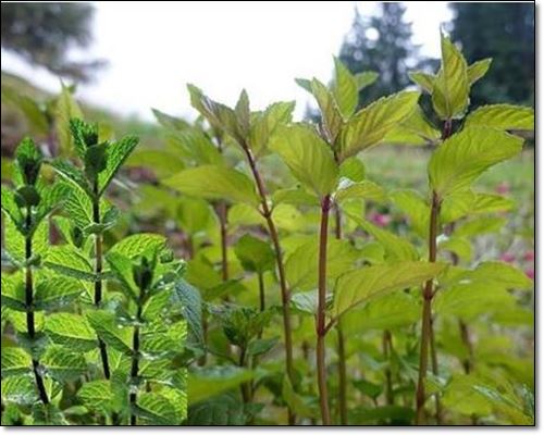 페퍼민트의 다양한 효능