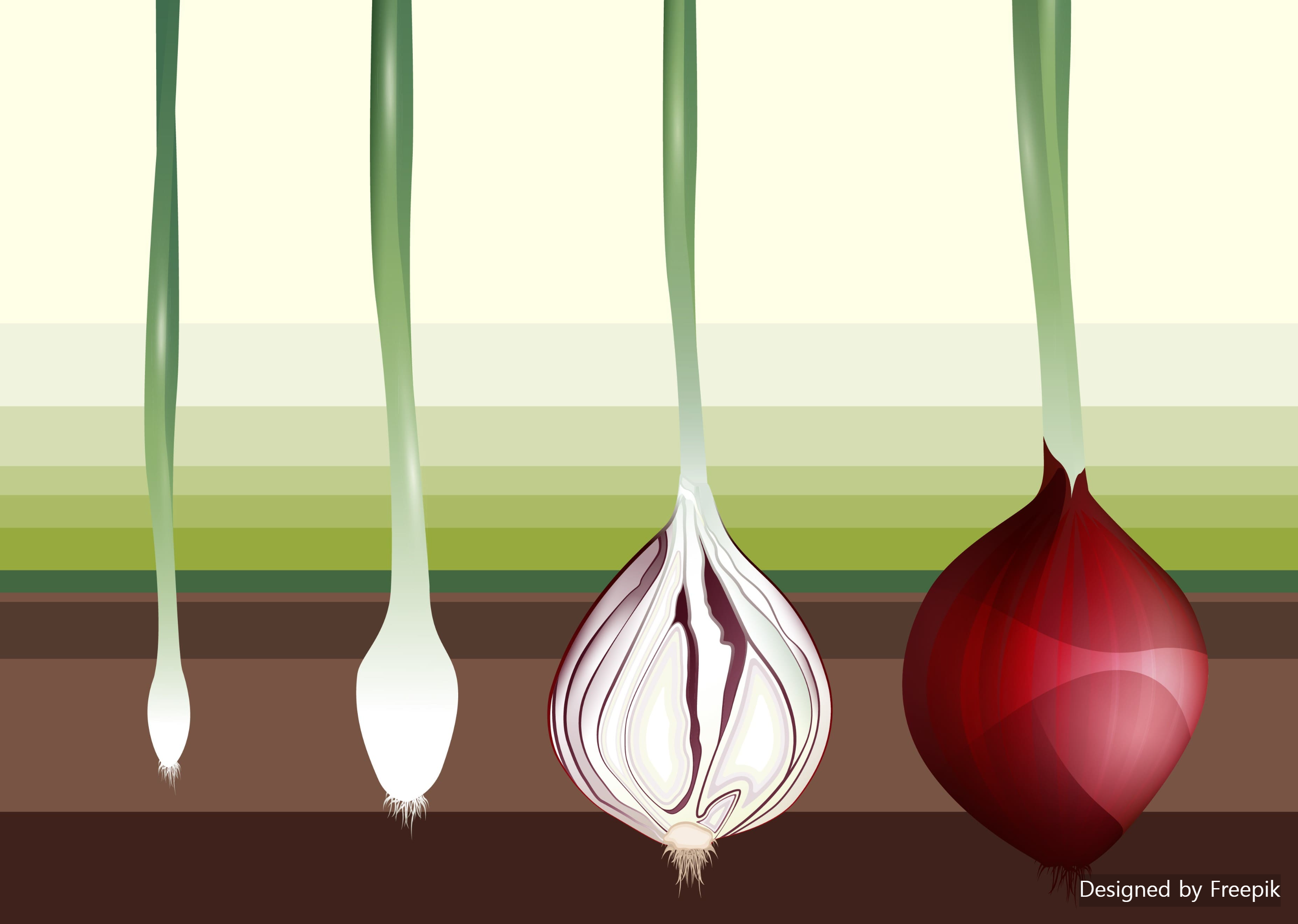 양파 수확 시기
