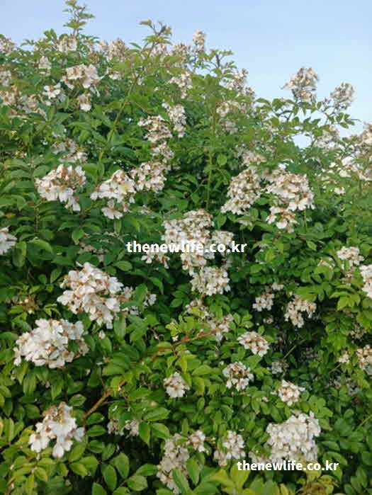 찔레꽃 효능 영양성분 퀘르세틴