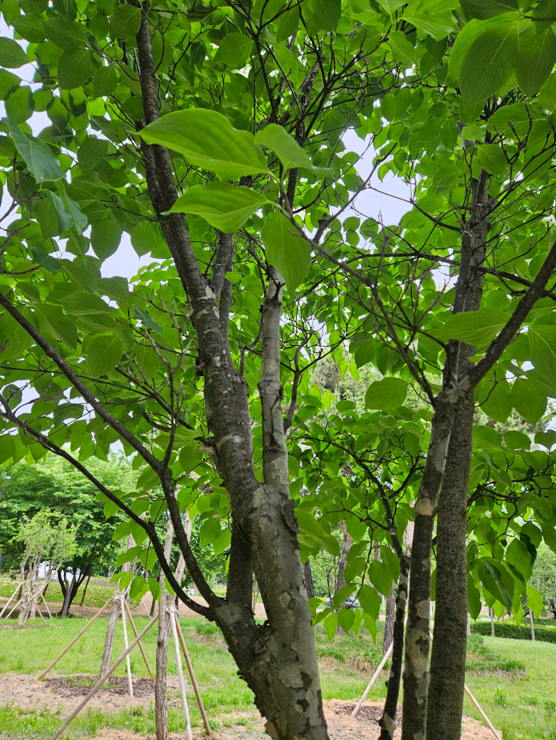 산딸나무 수형1
