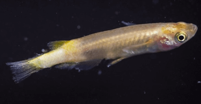 구피 질병 증상(백점병&amp;#44; 마우스펑기&amp;#44; 솔방울병 등)