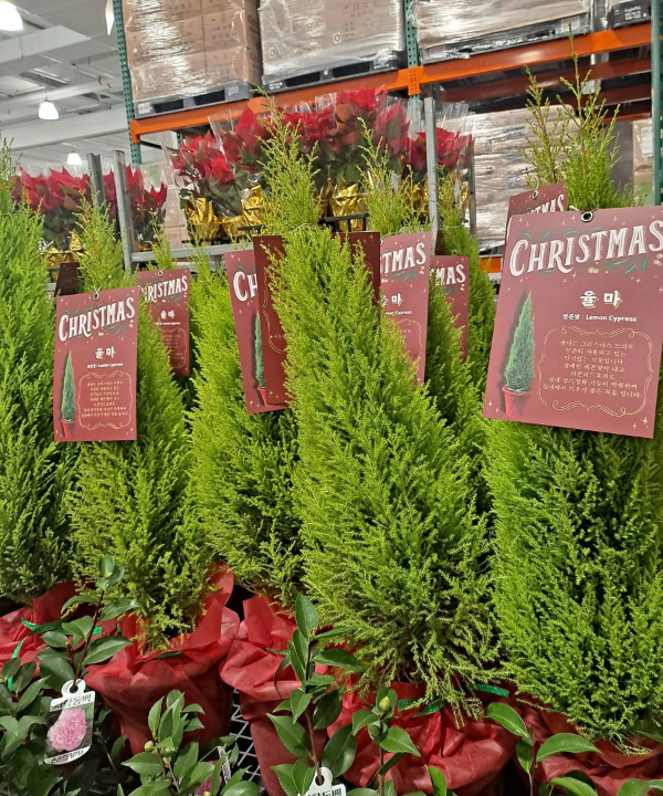 코스트코 율마들