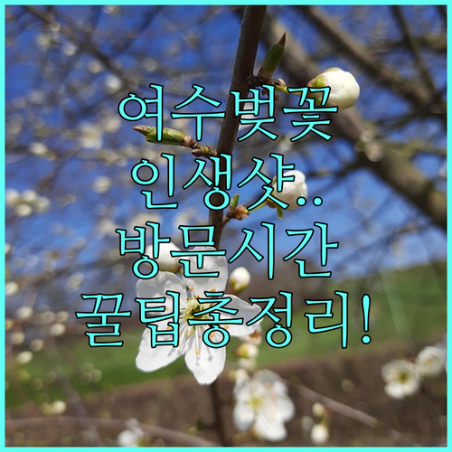 여수 벚꽃 나들이 명소와 방문 시간대..