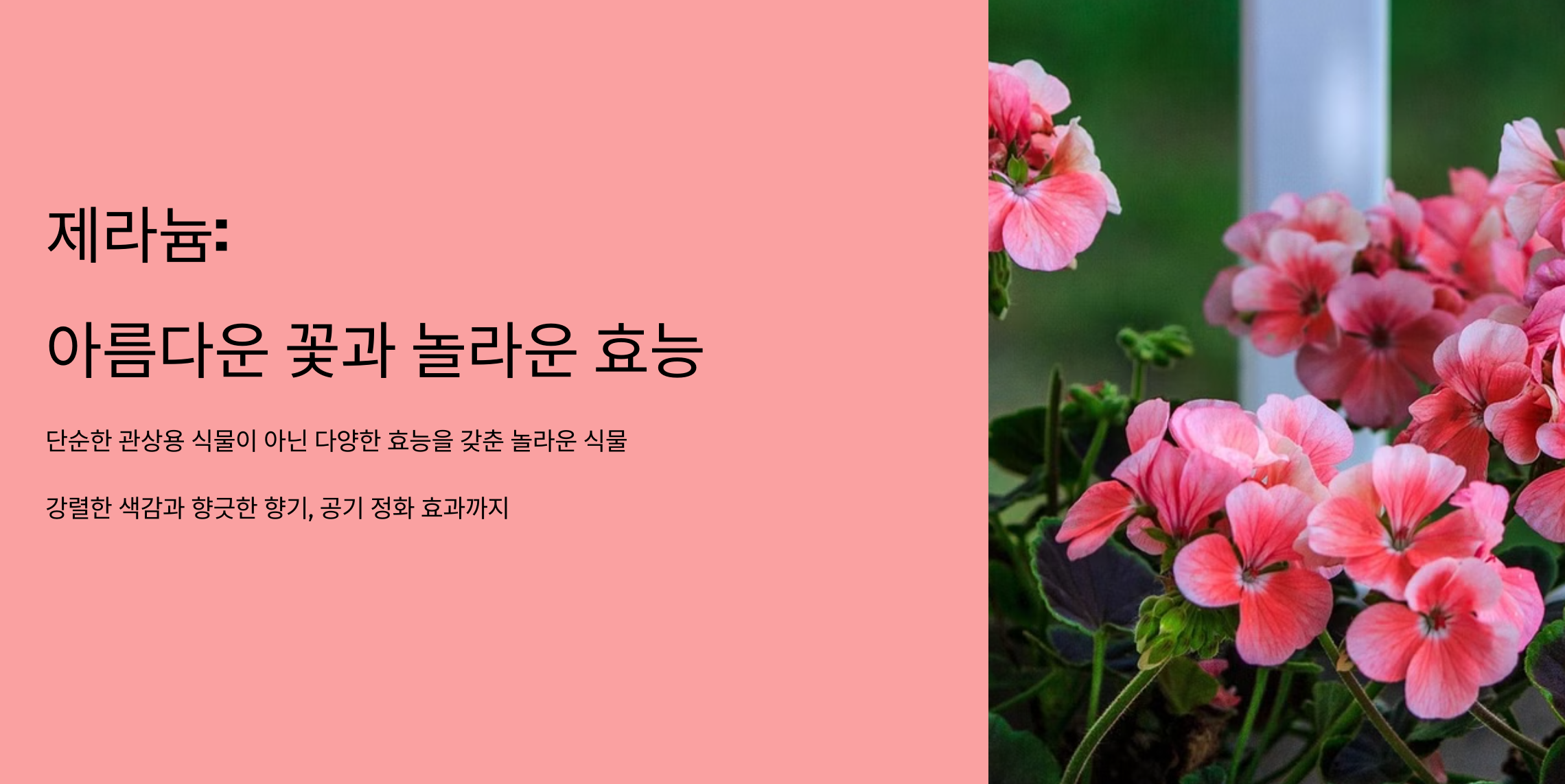 제라늄