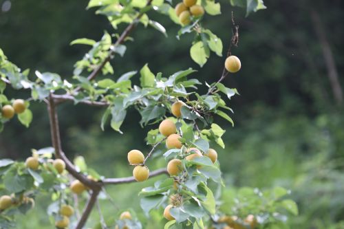 살구