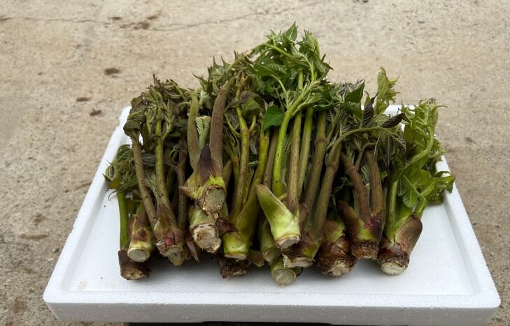 생방송투데이 이 주의 장바구니 강원도 평창 참두릅 365삼 구입 주문방법 산양삼, 오가피순, 명이나물, 고들빼기, 산더덕, 솔순, 도라지, 땅두릅