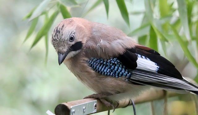 태안 튤립축제 주차 꿀팁,입장료 할인 방법
