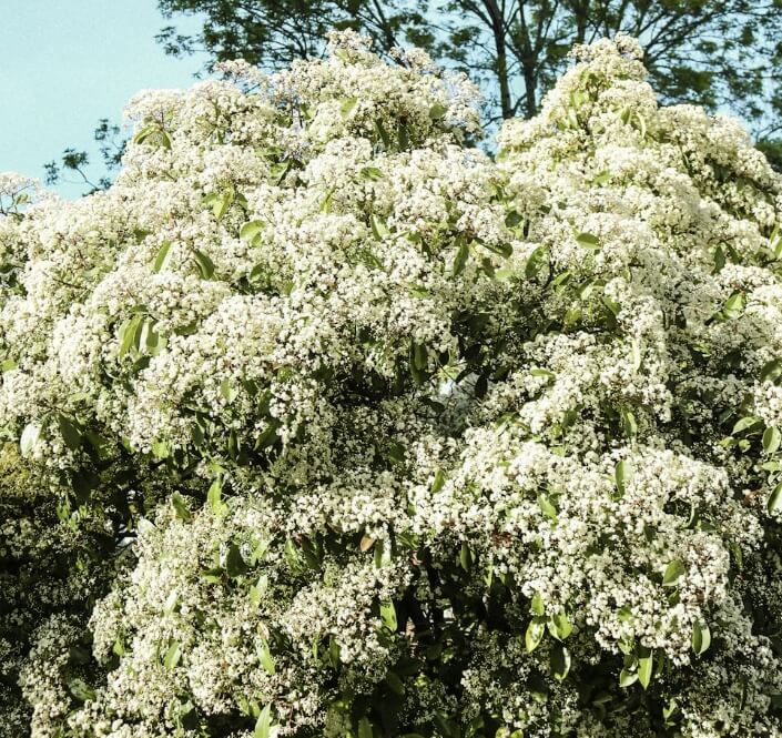 이팝나무와 조팝나무 차이