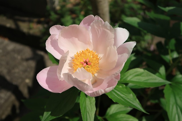 영천 작약꽃 축제