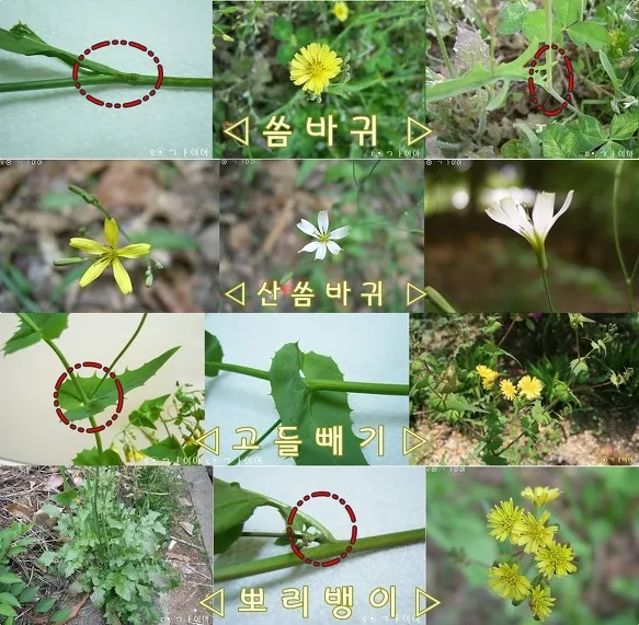 씀바귀 고들빼기 차이점 효능 비교_6