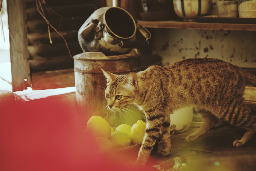 Cat medicine.