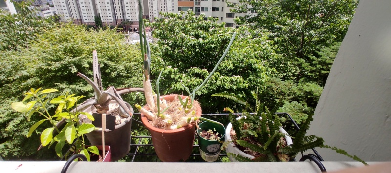 난간에 걸어서 키우는 식물들