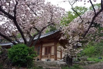 서산 개심사 청벚꽃 개화시기 명소_10