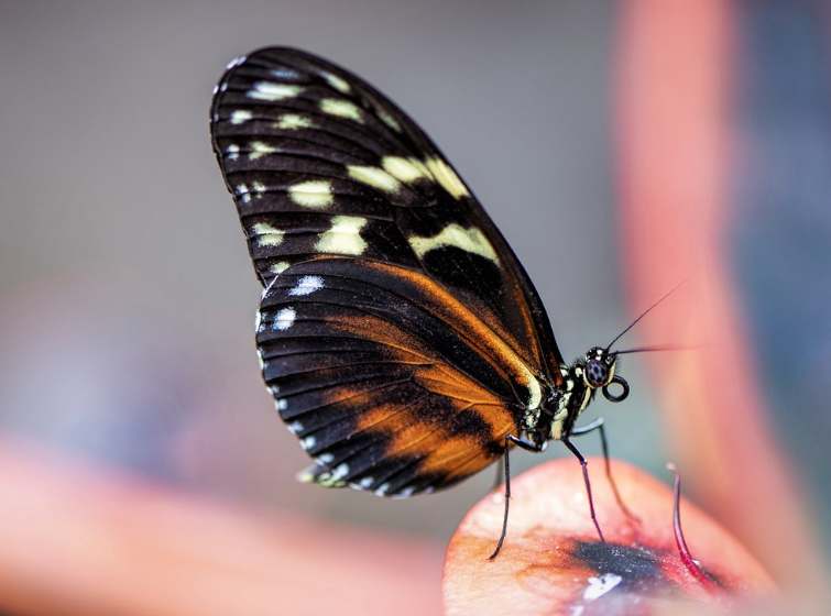 2025 함평 나비대축제