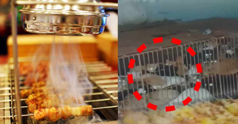 양꼬치에 양 고기 대신 고양이 고기