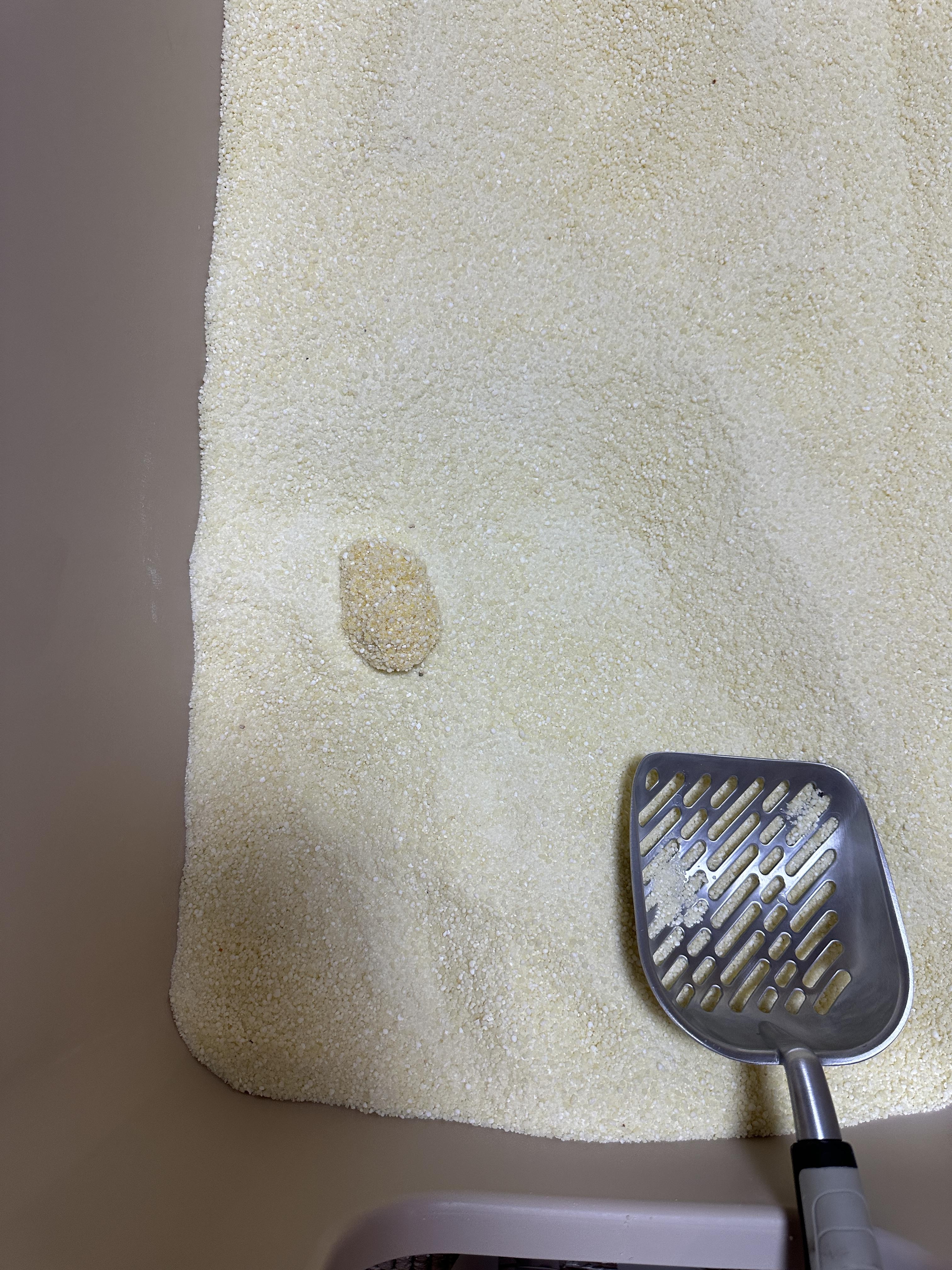 12월5일_새벽_12시_30분경_호야_샛노란_오줌