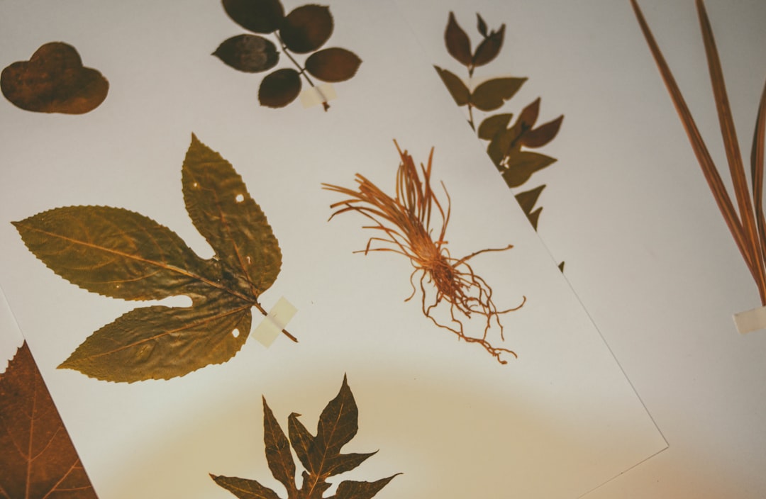 Herbarium