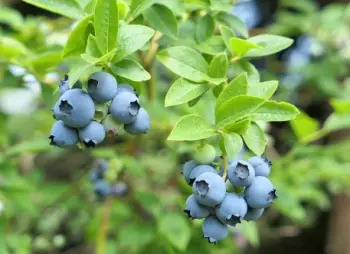 블루베리 가격 및 효능, 영양성분