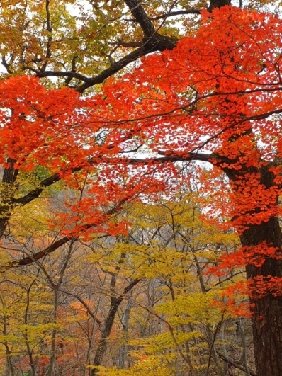 [2025 최신] 설악산 단풍 절정시기 완전공개! 실시간 단풍현황 &amp; 등산코스 BEST