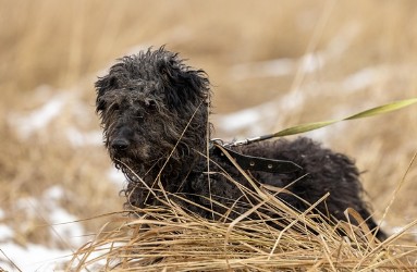 유기동물 입양 시 알아야할 건강,적응,책임
