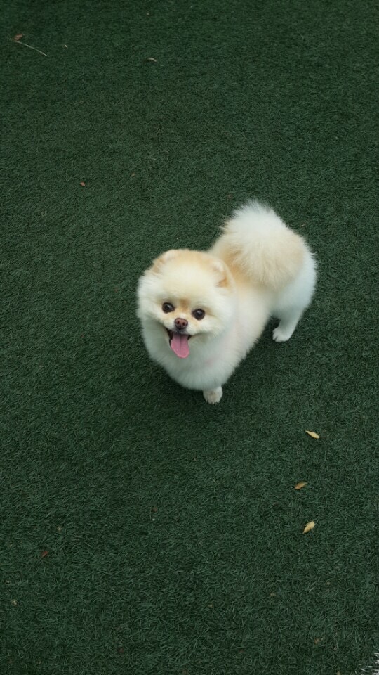 강아지 똥꼬스키의 이유 항문낭&amp;#44; 짜야 할까?