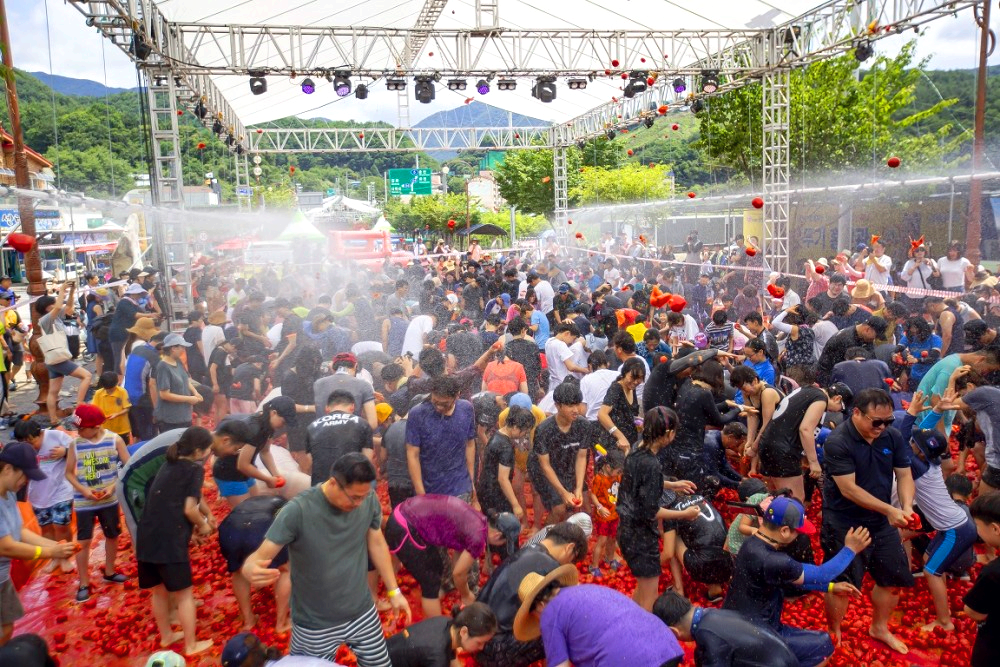 화천 토마토축제