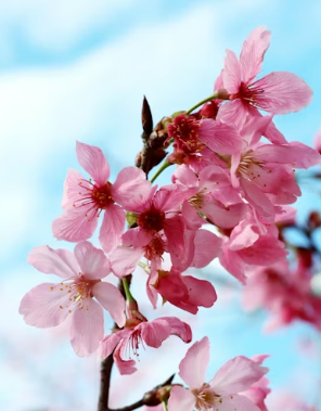 벚꽃 축제 극성수기 바가지 요금 완벽 방어! 야놀자&middot;여기어때 숙박 어플 예약 꿀팁