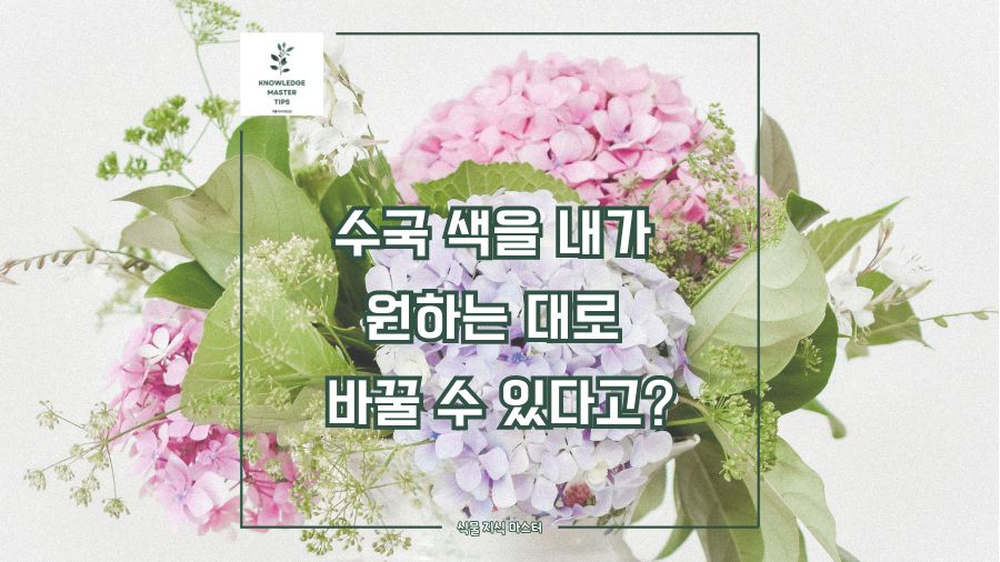 수국 색을 내가 원하는 대로 바꿀 수 있다고?