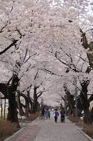 울주작천정 벚꽃축제 기본일정과 프로그램 소개