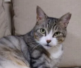 사람의 무좀은 고양이에게 전염될 수 있다!