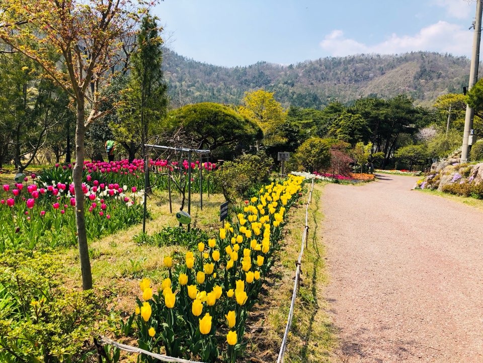 장흥 하늘빛수목정원 튤립축제