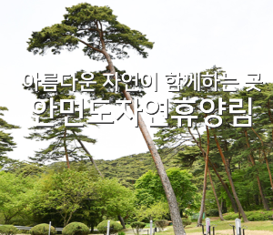 태안 튤립 축제 기간