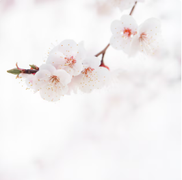 벚꽃